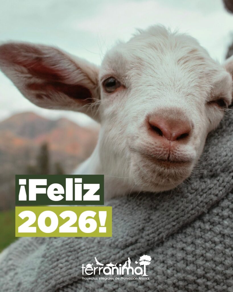 Cabra feliz