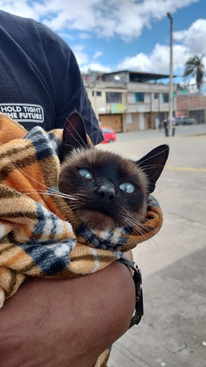 Gatito cobijado
